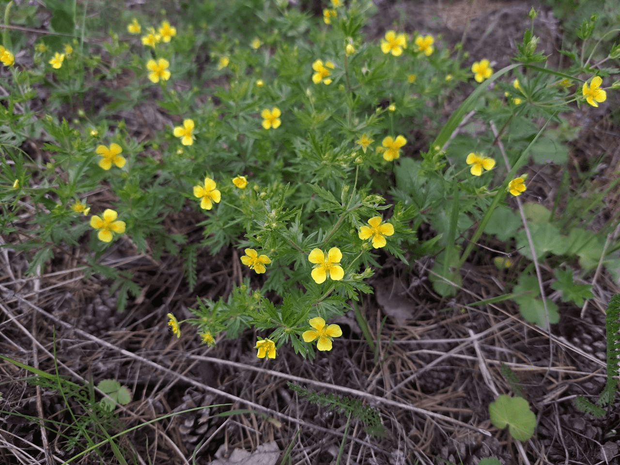 Изображение особи Potentilla erecta.