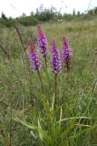 Gymnadenia densiflora. Цветущие растения. Ленинградская обл., Гатчинский р-н, окр. пос. Пудость, сырой луг на месте старого травертинового карьера. 08.07.2023.