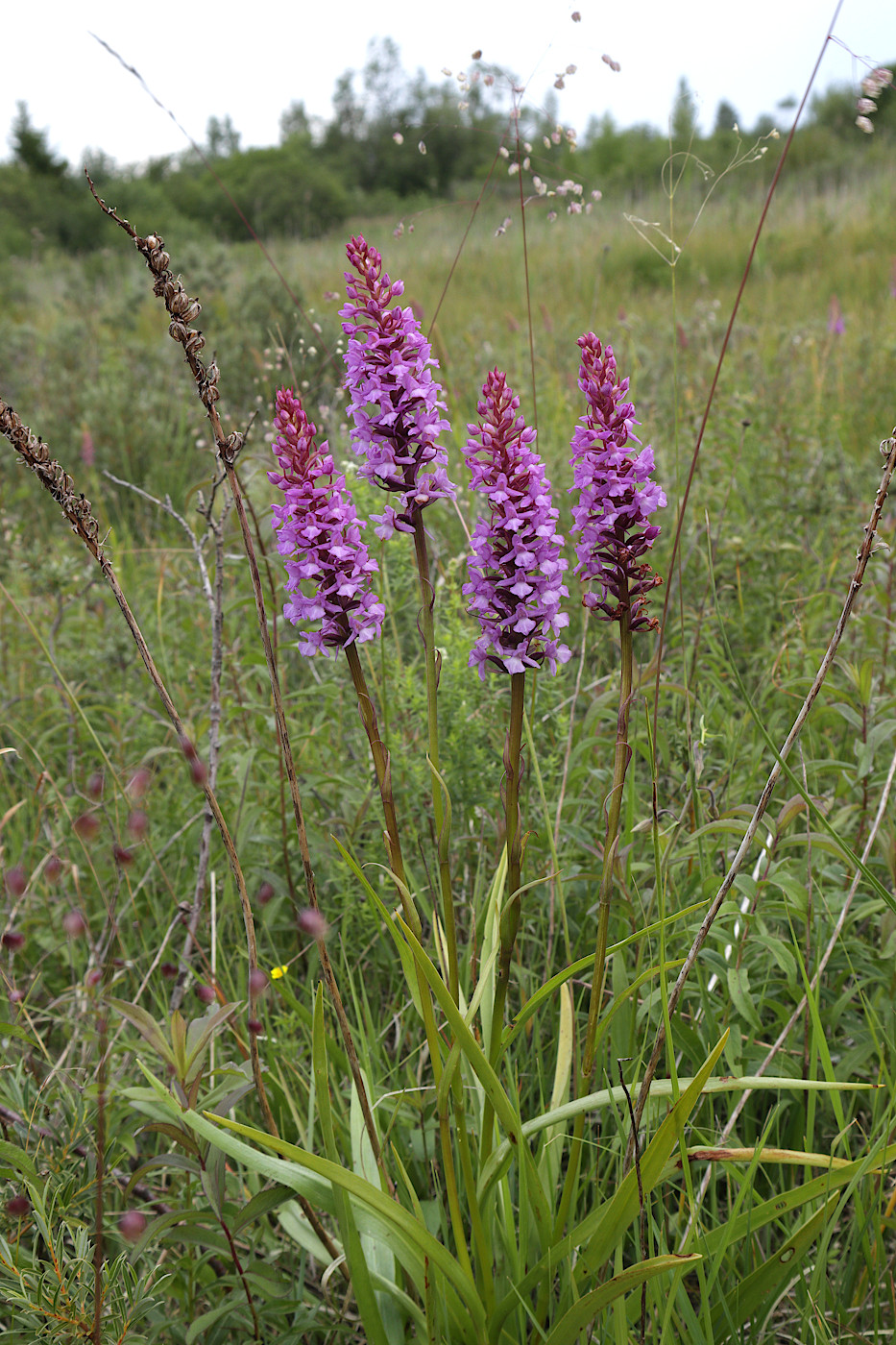 Image of Gymnadenia densiflora specimen.