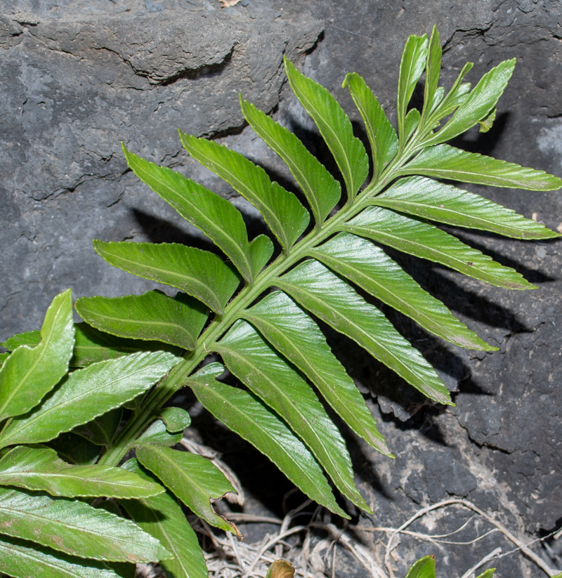 Изображение особи Asplenium decurrens.