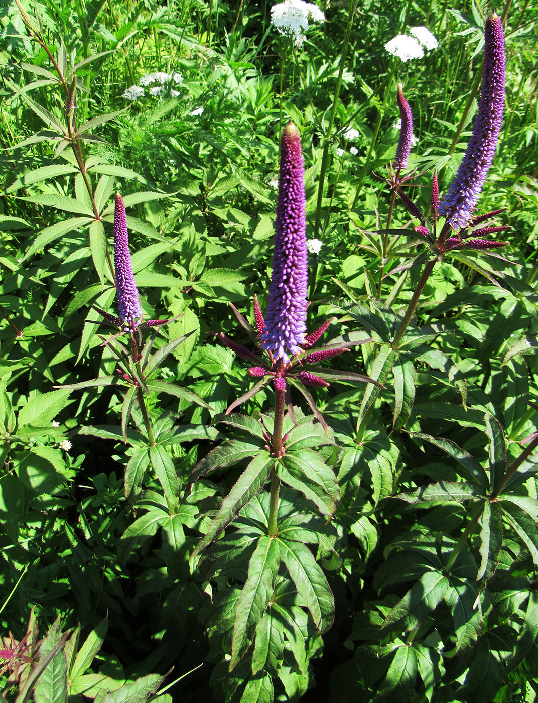 Изображение особи Veronicastrum virginicum.