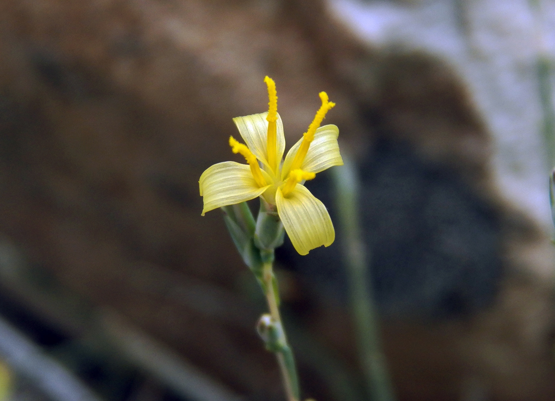 Image of Scariola orientalis specimen.