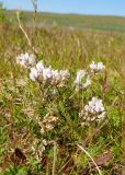 Oxytropis sordida. Цветущее растение. Мурманская обл., Кольский р-н, сельское поселение Териберка, о. Кильдин, окр. маяка Кильдинский восточный, луг. 24.06.2023.