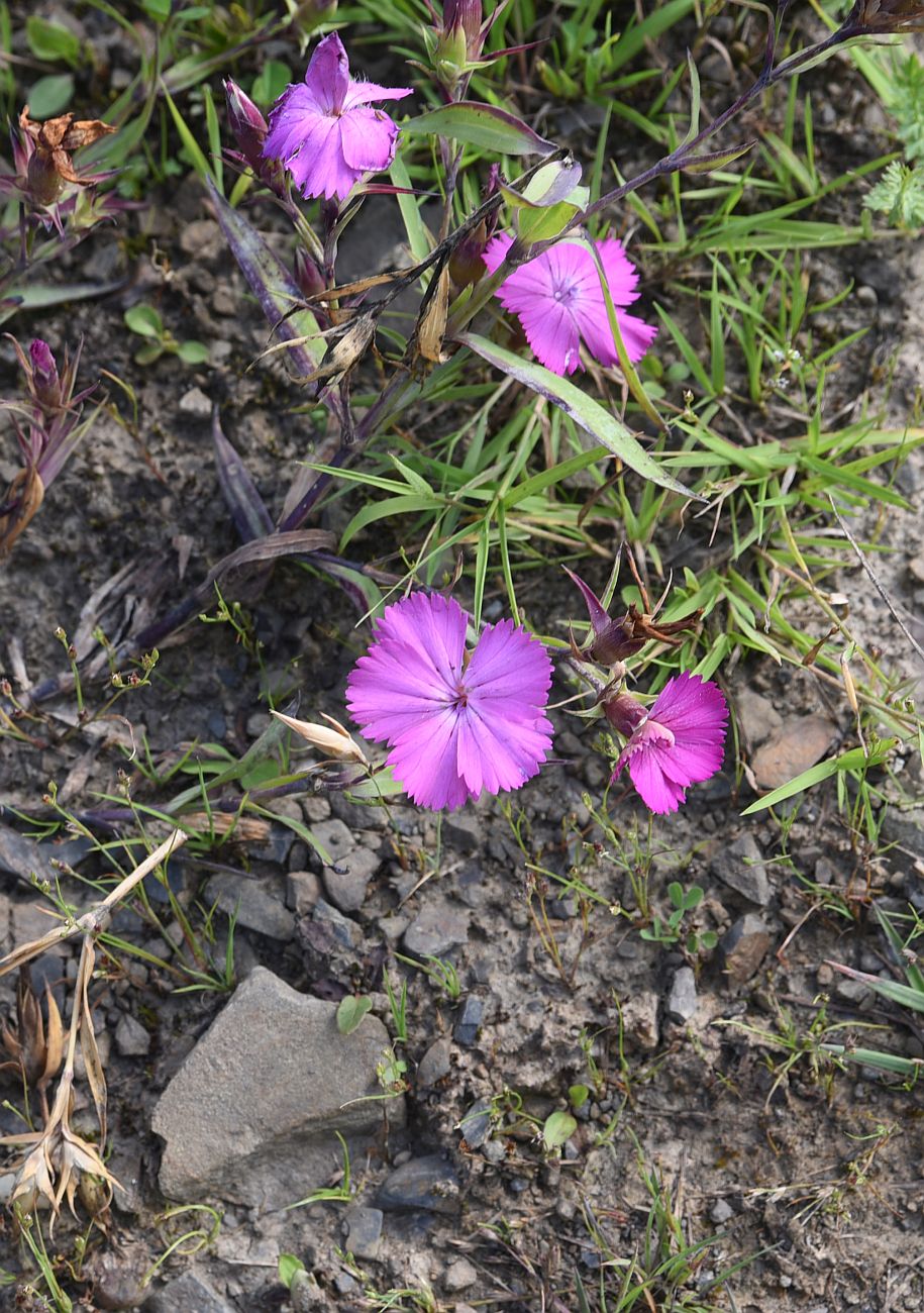 Image of Dianthus imereticus specimen.