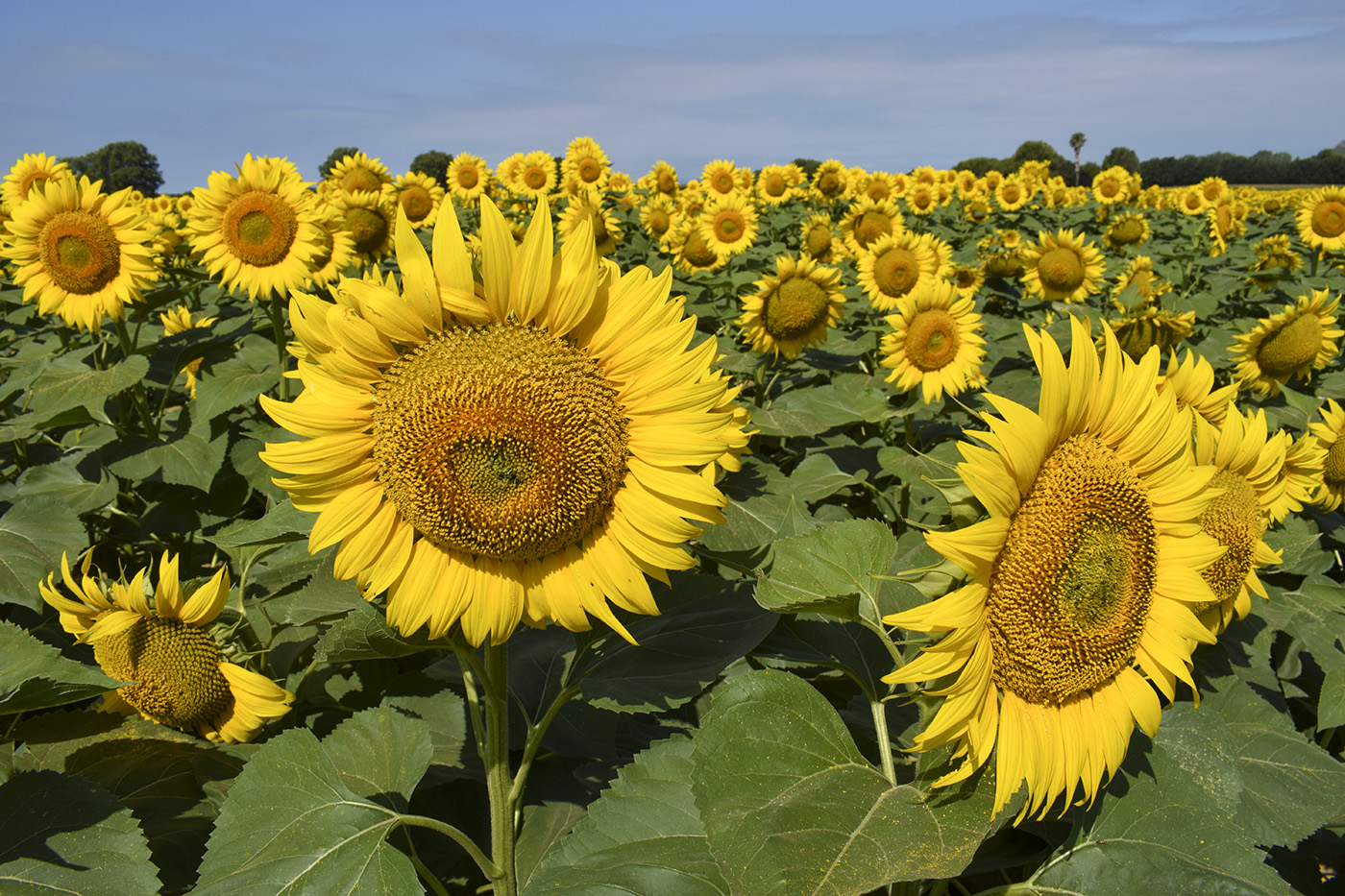 Изображение особи Helianthus annuus.