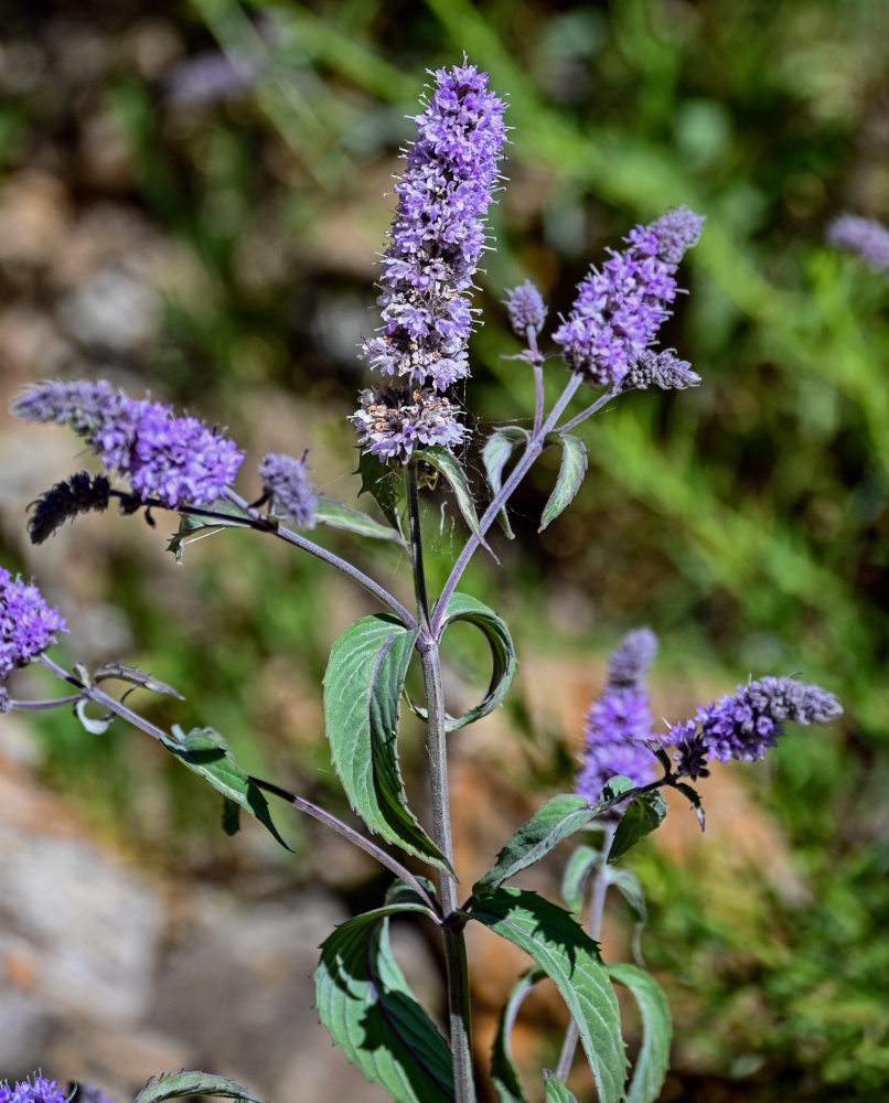 Image of Mentha asiatica specimen.