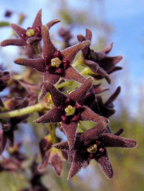 Image of Vincetoxicum scandens specimen.