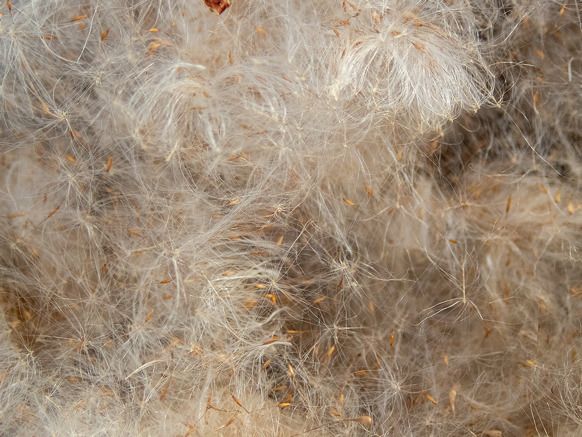 Image of Typha angustifolia specimen.