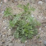 Смотреть изображение семейство Asteraceae
