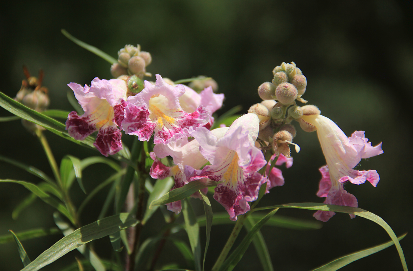 Изображение особи Chilopsis linearis.