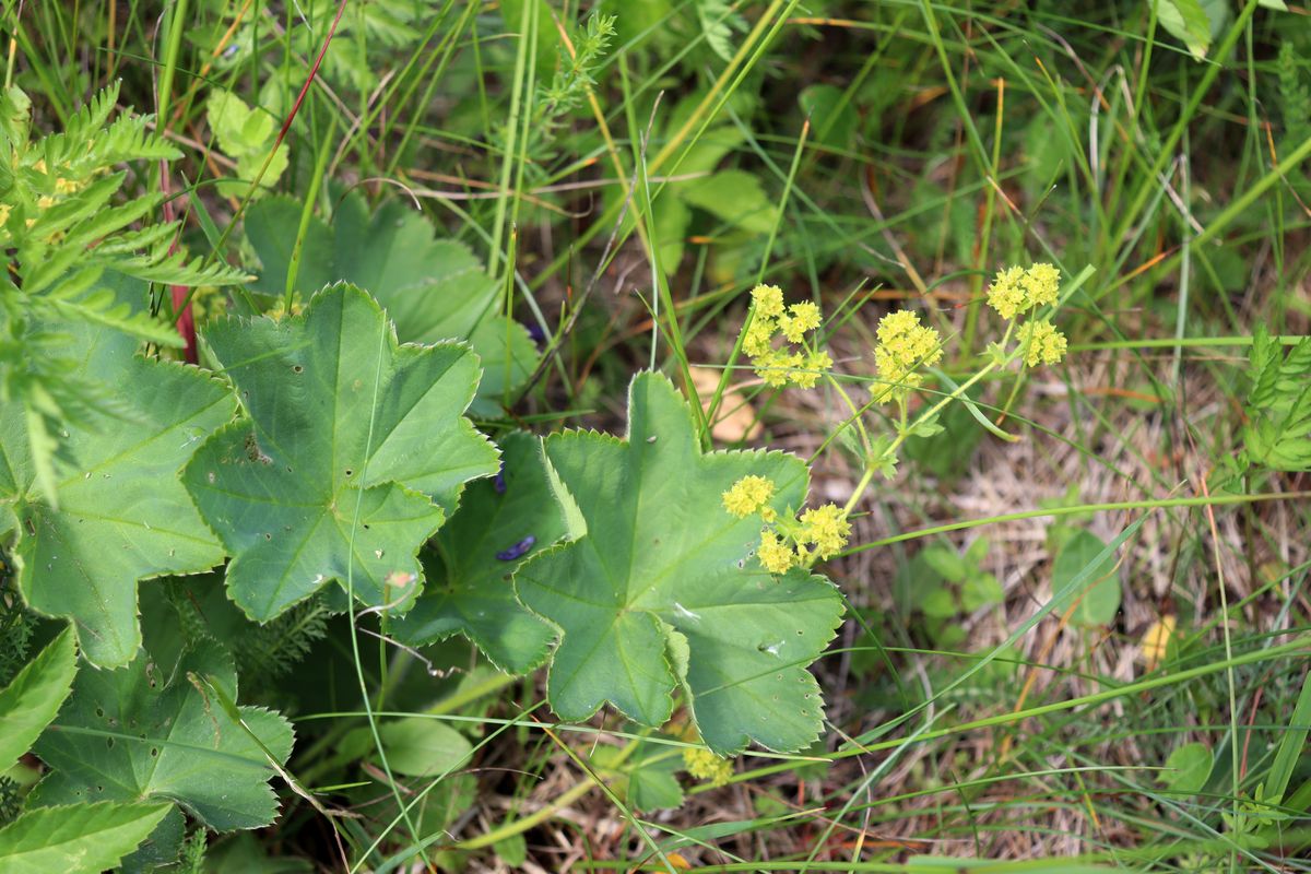 Изображение особи род Alchemilla.