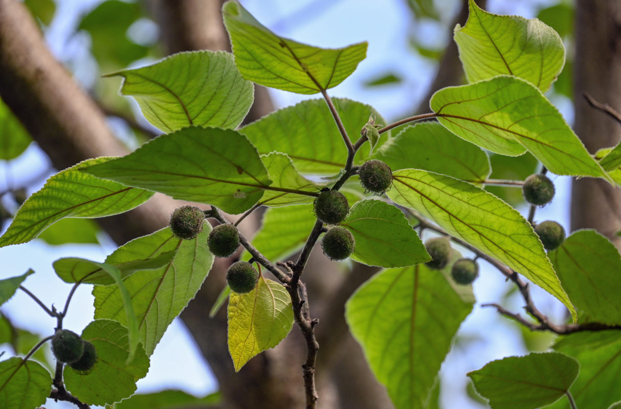 Image of Broussonetia papyrifera specimen.