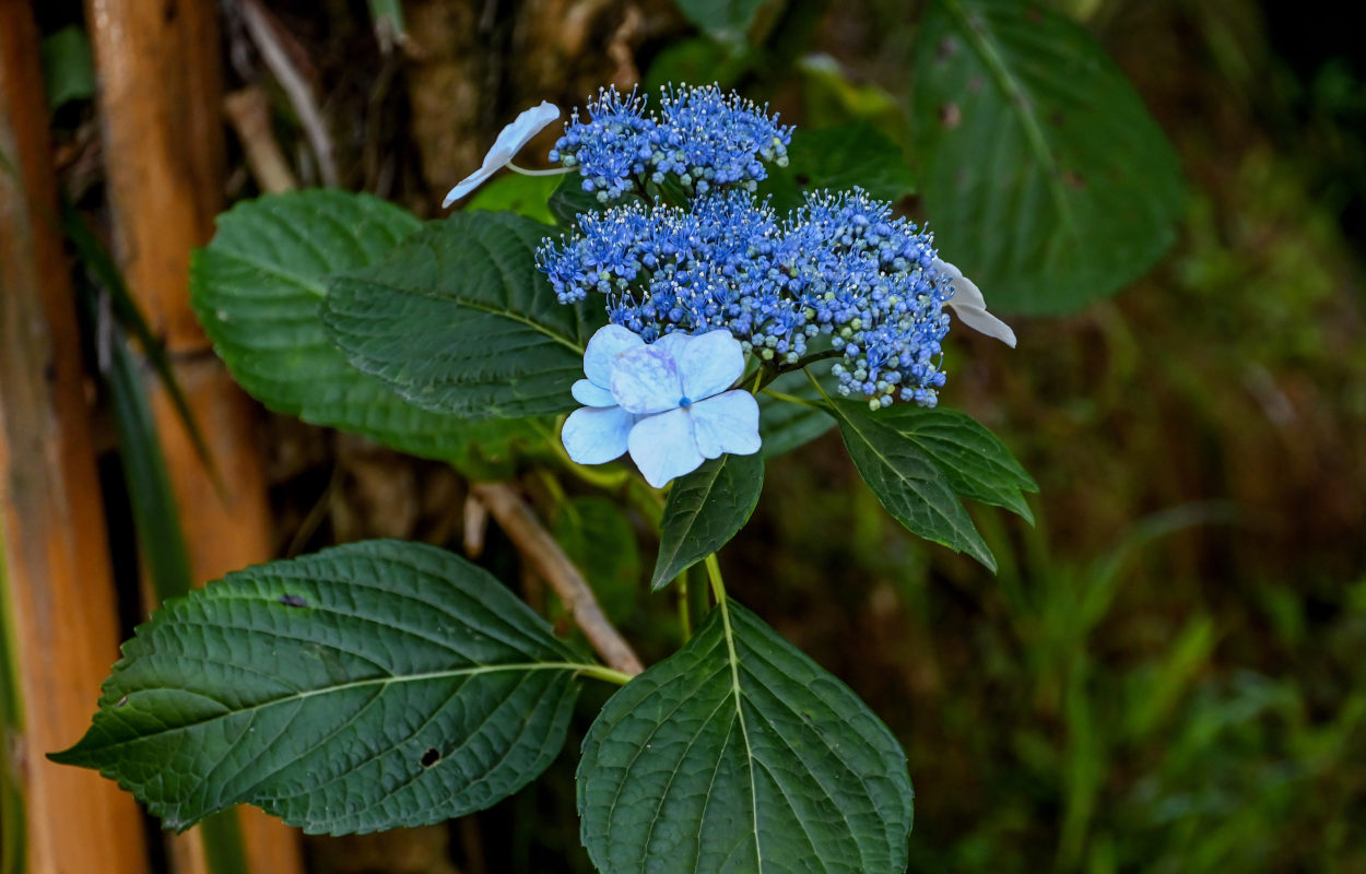 Image of Hydrangea macrophylla specimen.