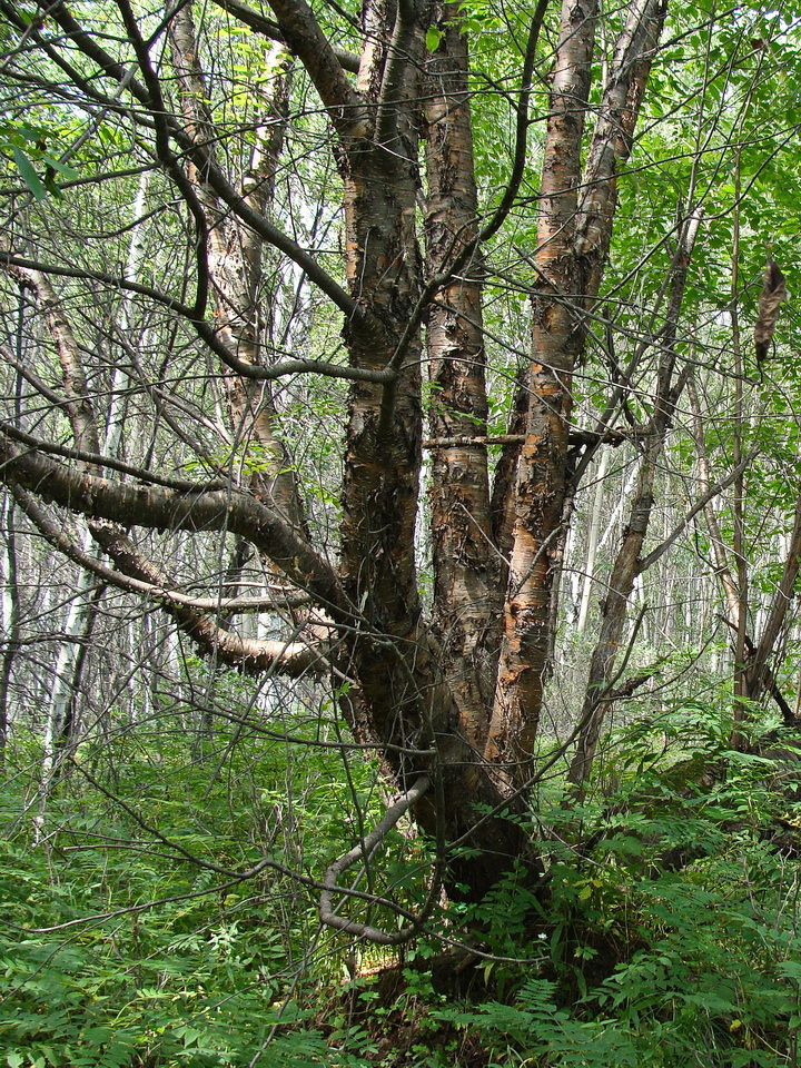 Image of Padus maackii specimen.