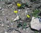 Ranunculus baranovianus