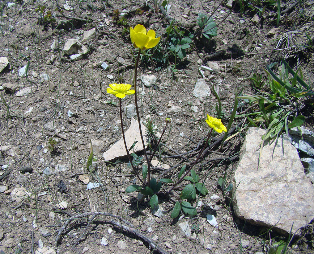 Изображение особи Ranunculus baranovianus.