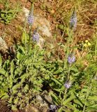 Veronica spicata. Цветущие растения. Карелия, окр. г. Петрозаводск, ур. Чёртов Стул, поляна в сосновом лесу с выходом скальных пород. Июль 2024 г.