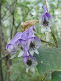 Aconitum consanguineum. Цветки. Хабаровский край, г. Комсомольск-на-Амуре, Силинский лесопарк. 18.08.2024.