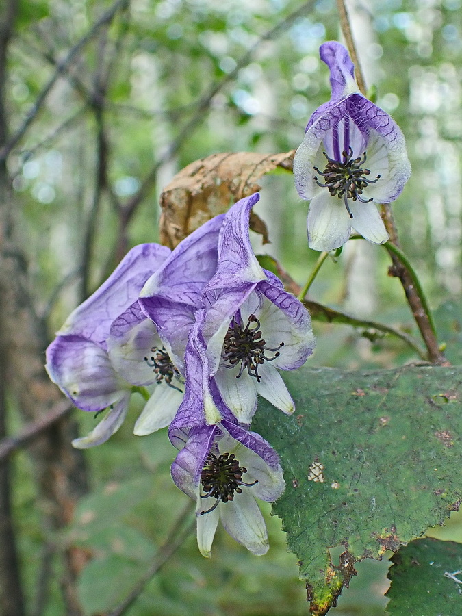 Изображение особи Aconitum consanguineum.