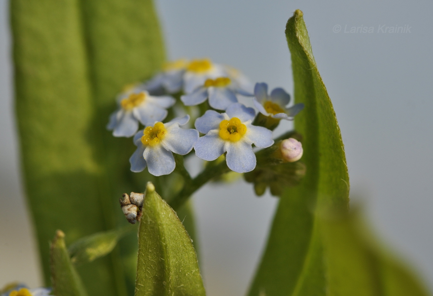 Image of genus Myosotis specimen.