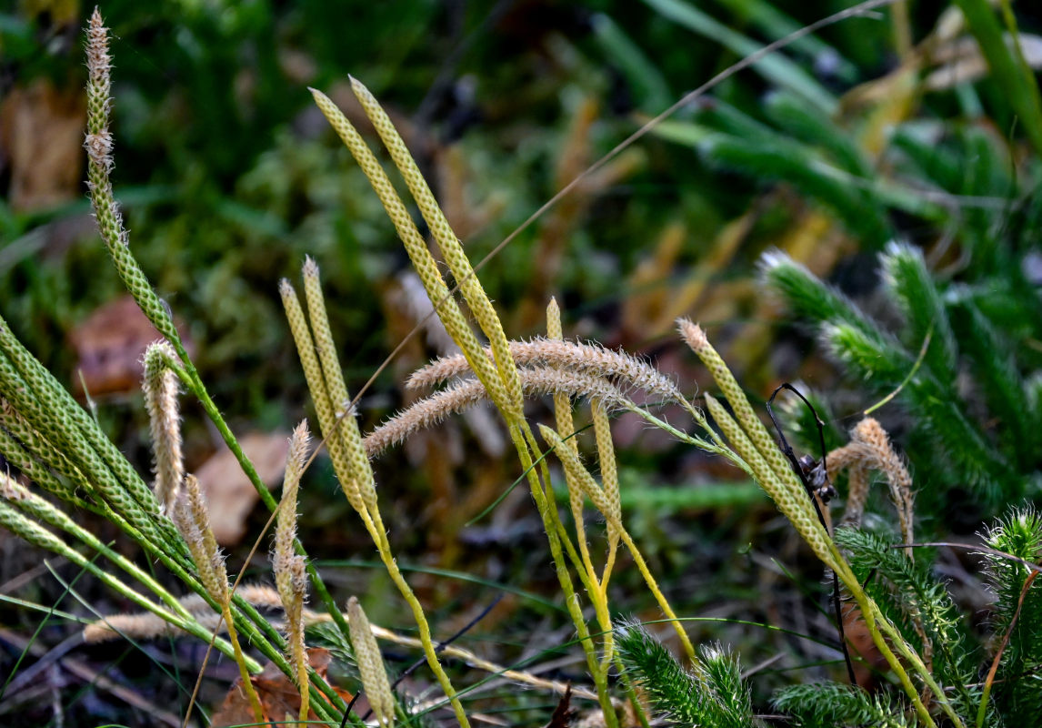 Изображение особи Lycopodium clavatum.