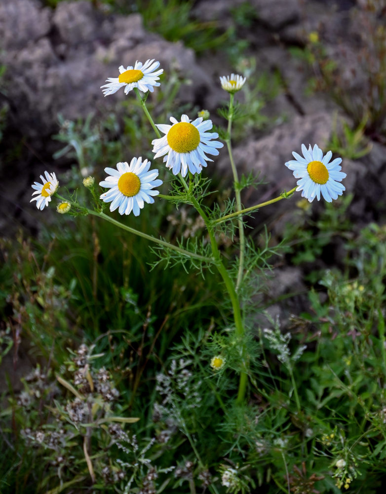 Изображение особи Tripleurospermum inodorum.