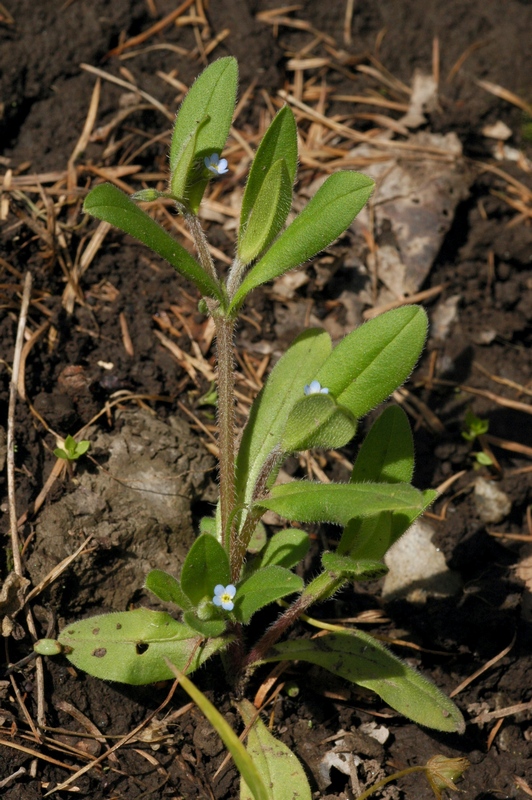 Image of Myosotis sparsiflora specimen.