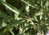 Vitex agnus-castus