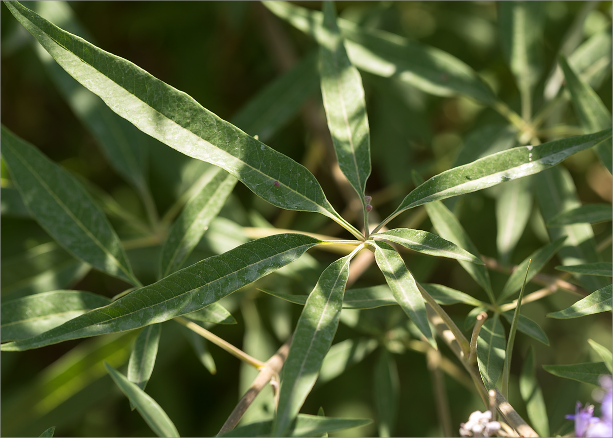 Изображение особи Vitex agnus-castus.