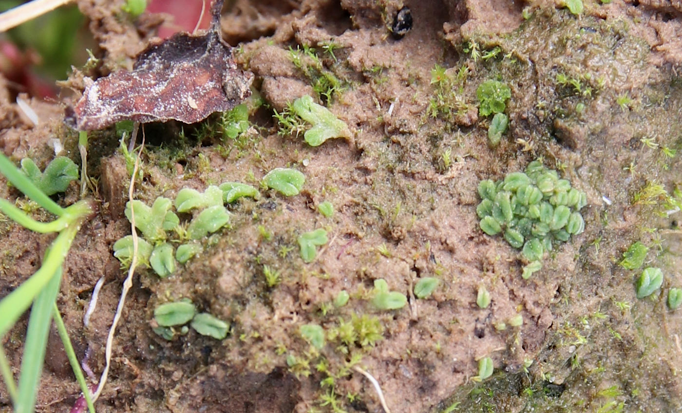 Image of Riccia glauca specimen.