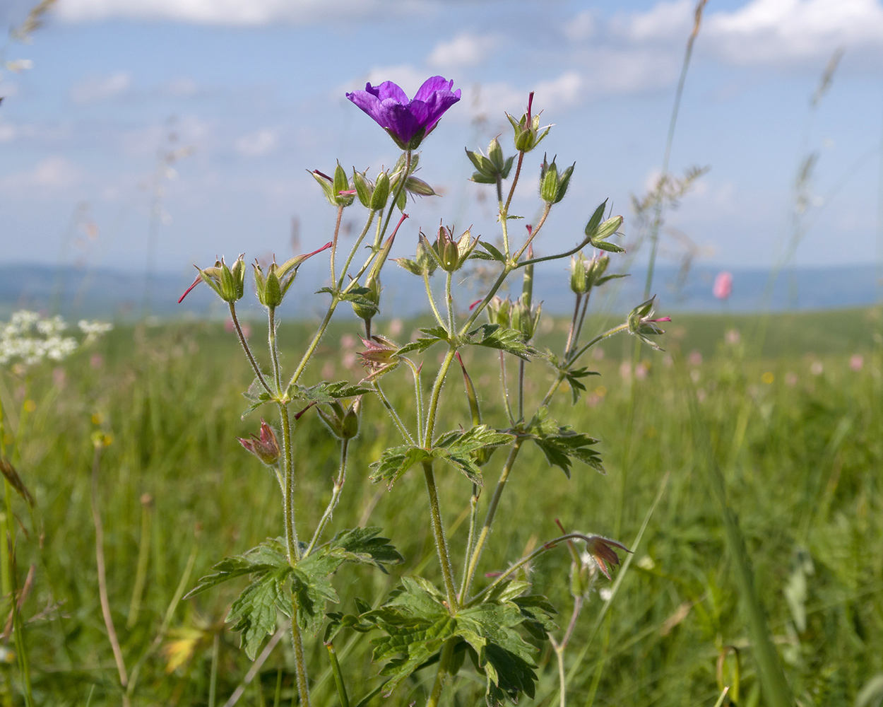 Image of Geranium gymnocaulon specimen.