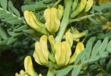 Astragalus turkestanus. Часть соцветия. Узбекистан, Ташкентская обл., южный склон Чаткальского хребта, басс. р. Ахангаран, окр. г. Янгиабад, правый глинистый склон р. Каттасай. 08.05.2024.