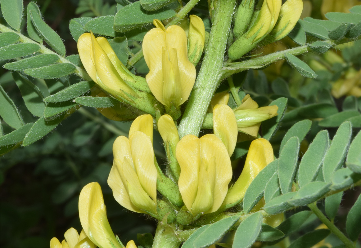 Image of Astragalus turkestanus specimen.