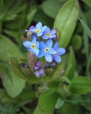 Myosotis palustris