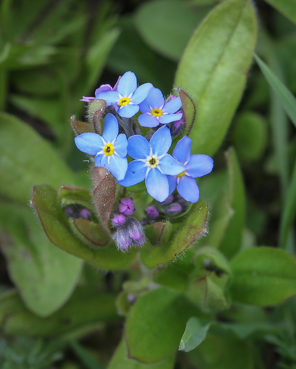 Изображение особи Myosotis palustris.