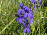 Delphinium paniculatum