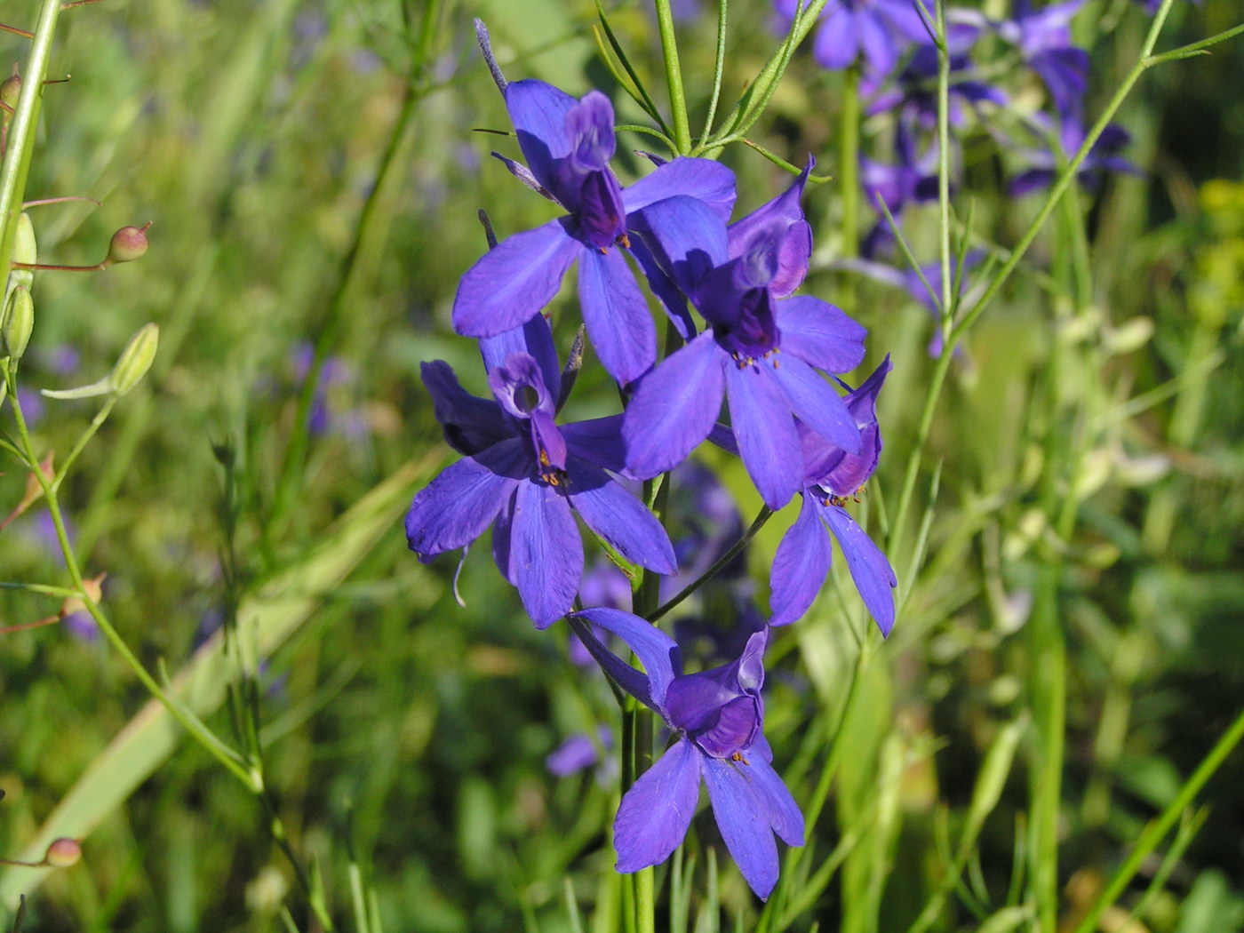 Изображение особи Delphinium paniculatum.