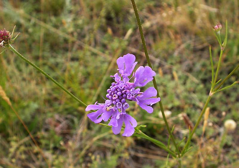 Image of Scabiosa comosa specimen.