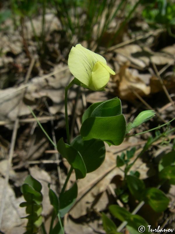 Изображение особи Lathyrus aphaca.