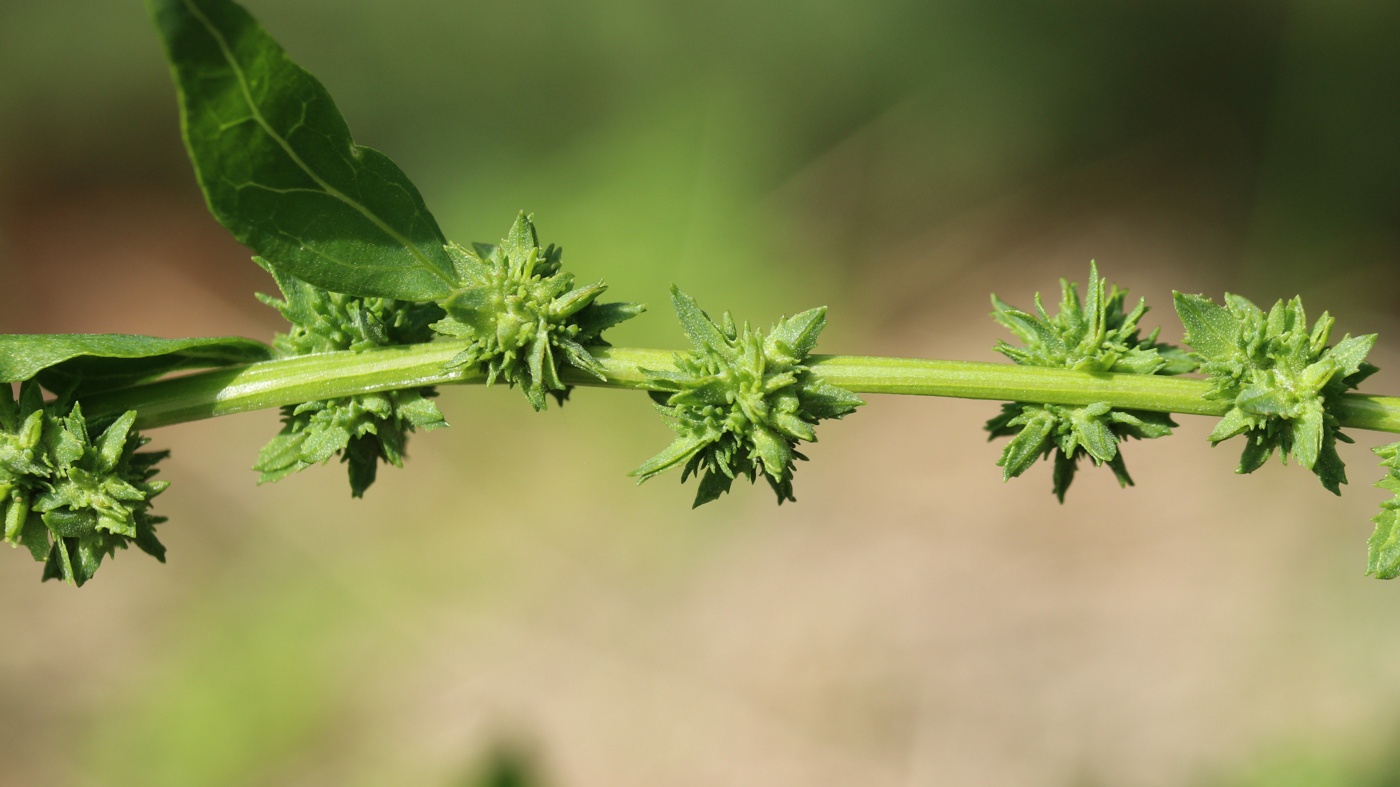 Изображение особи Atriplex calotheca.