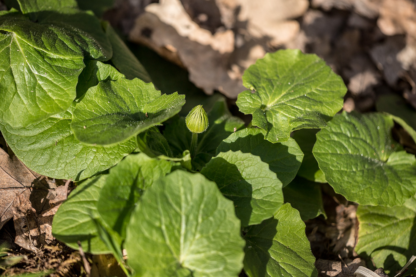 Image of Doronicum orientale specimen.