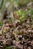Myosotis ramosissima
