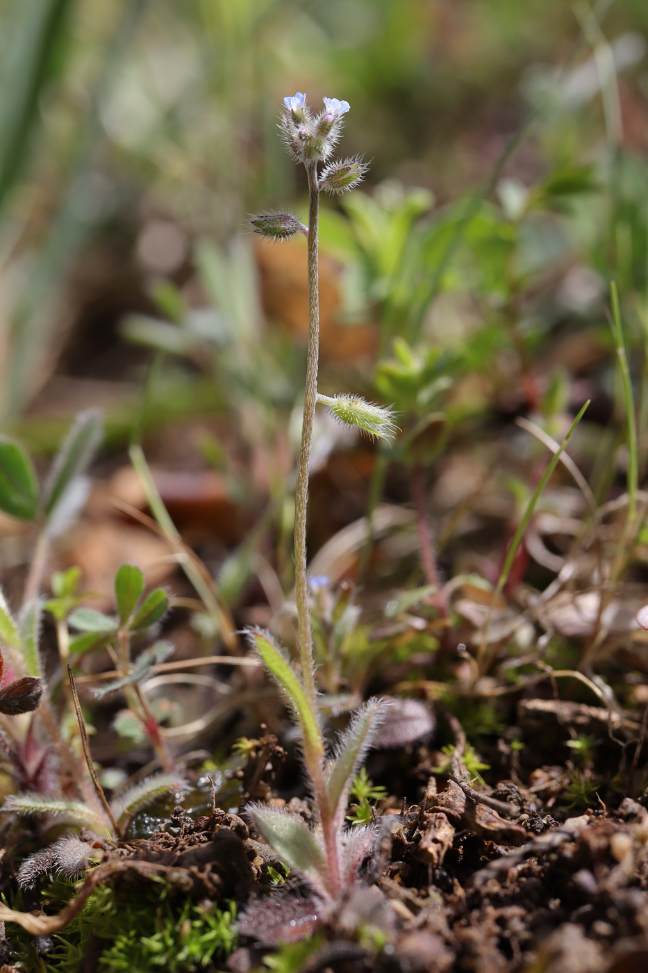 Image of Myosotis ramosissima specimen.