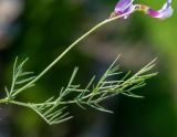 View full-size image Vicia subvillosa