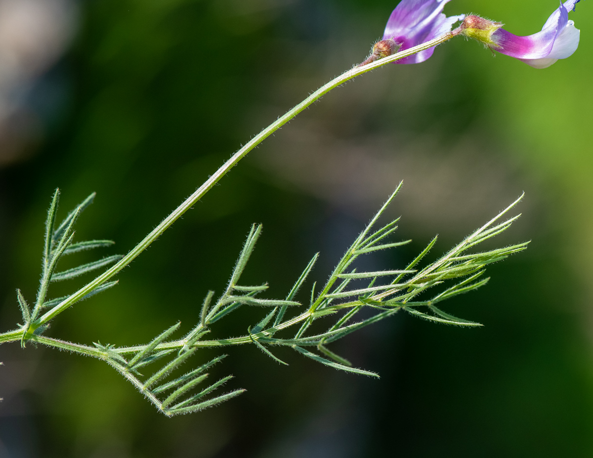 Image of Vicia subvillosa specimen.