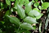 Смотреть изображение Lathyrus vernus