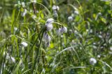View full-size image Eriophorum angustifolium