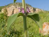 View full-size image Stachys germanica