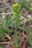 Alyssum turkestanicum разновидность desertorum. Цветущее и плодоносящее растение. Южный Берег Крыма, зап. склон п-ова Меганом. 4 апреля 2011 г.