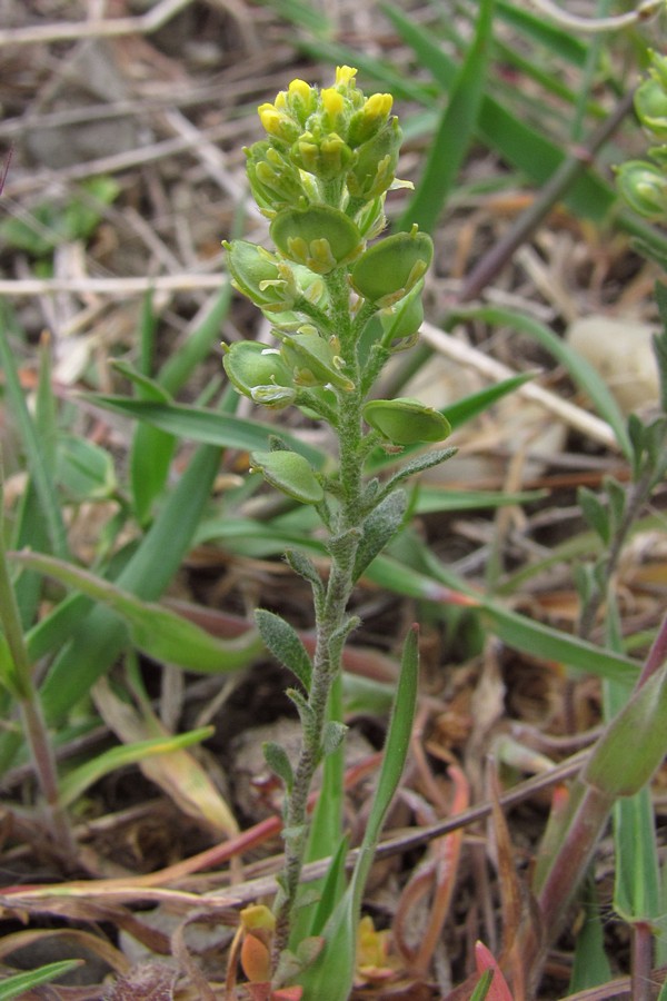 Изображение особи Alyssum turkestanicum var. desertorum.